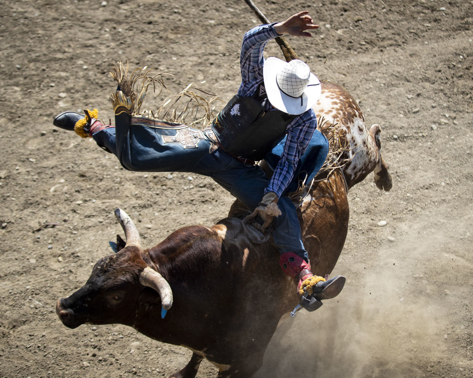 Rodeo Roundup